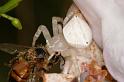 Thomisus_spectabilis_D4101_Z_90_Alexandra hills Brisbane_Australie